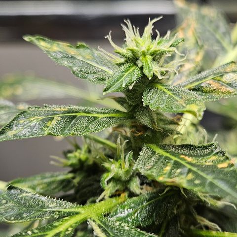 Pineapple express auto growlog timeline photo