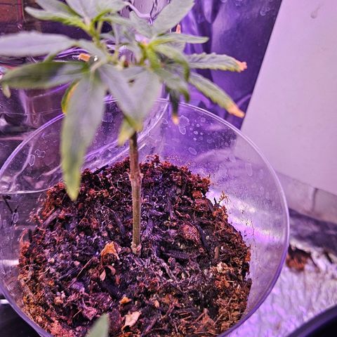 Gorila clone growlog timeline photo