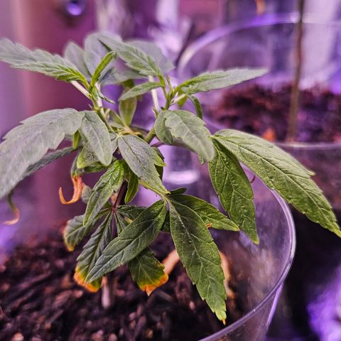 Gorila clone growlog timeline photo