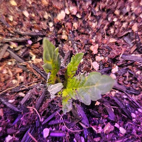 Gorila clone growlog timeline photo