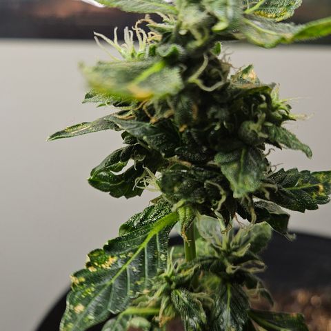 Pineapple express auto growlog timeline photo