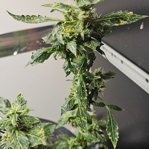 Pineapple express auto growlog timeline photo