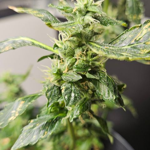 Pineapple express auto growlog timeline photo