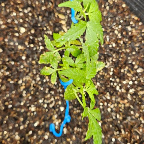 Pineapple Express Auto growlog timeline photo