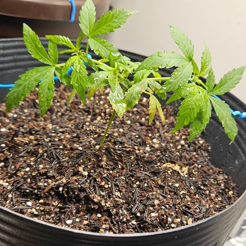 Pineapple Express Auto growlog timeline photo