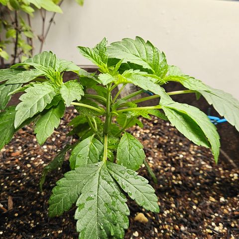 Terple growlog timeline photo