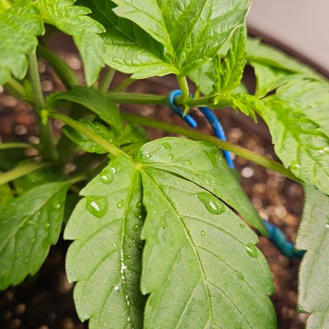 Terple growlog timeline photo
