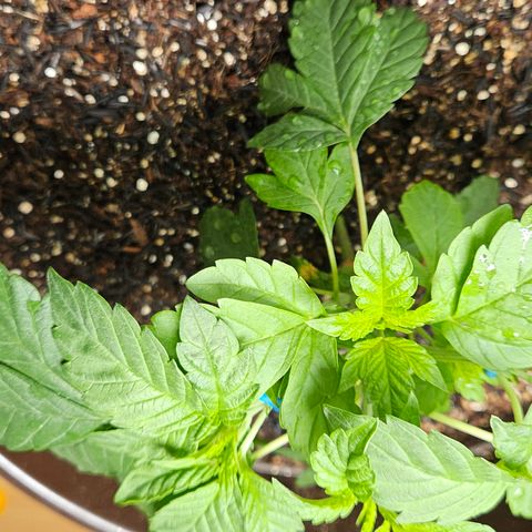 Terple growlog timeline photo
