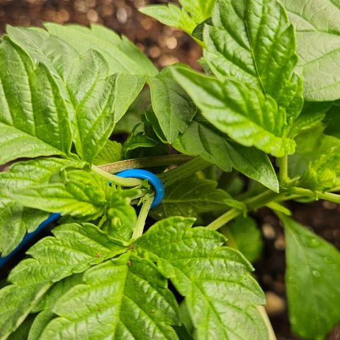 Terple growlog timeline photo