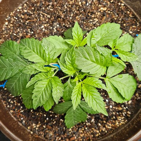 Terple growlog timeline photo