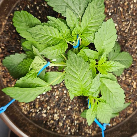 Terple growlog timeline photo
