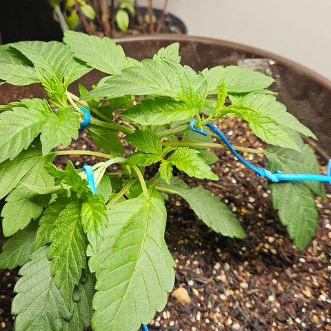 Terple growlog timeline photo