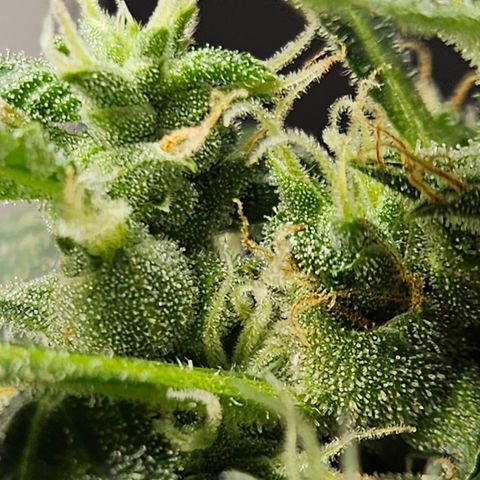 Pineapple express auto growlog timeline photo