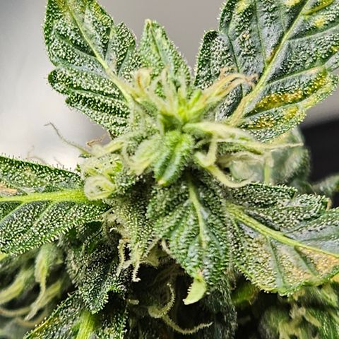 Pineapple express auto growlog timeline photo