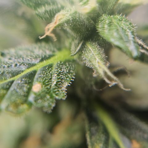 Pineapple express auto growlog timeline photo