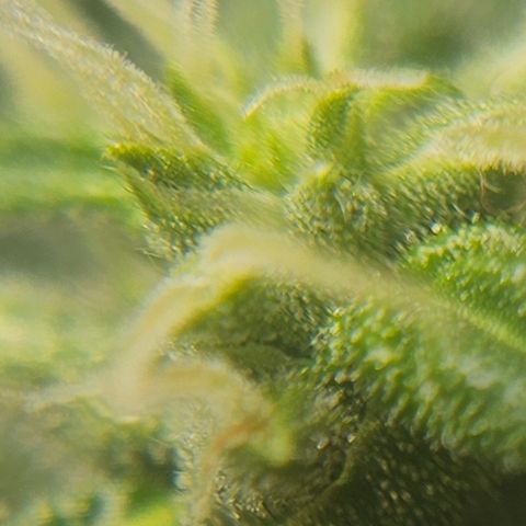 Pineapple express auto growlog timeline photo