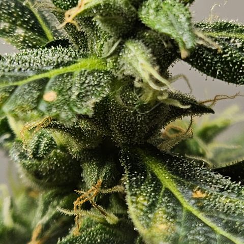 Pineapple express auto growlog timeline photo
