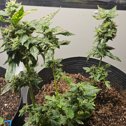 Pineapple express auto growlog timeline photo