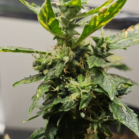 Pineapple express auto growlog timeline photo