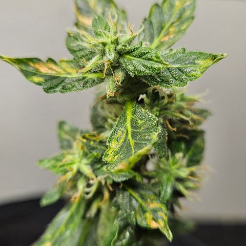 Pineapple express auto growlog timeline photo