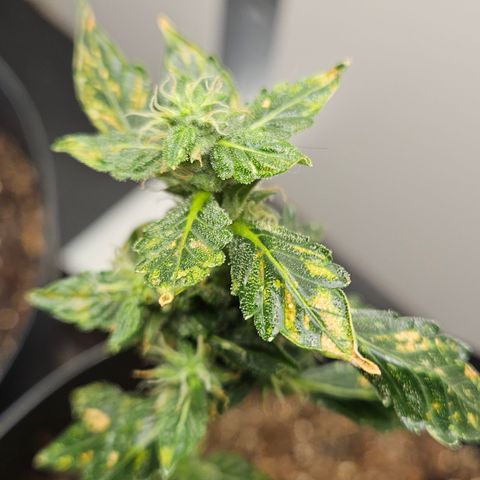 Pineapple express auto growlog timeline photo