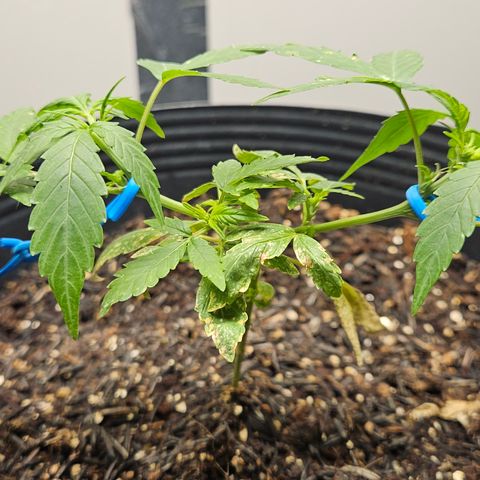 Pineapple Express Auto growlog timeline photo