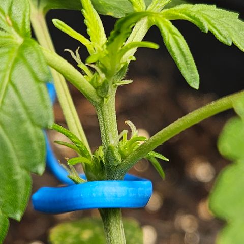 Pineapple Express Auto growlog timeline photo