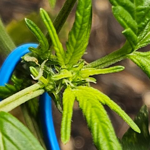 Pineapple Express Auto growlog timeline photo