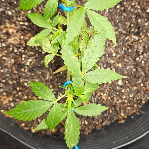 Pineapple Express Auto growlog timeline photo