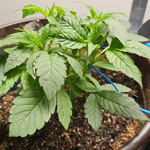 Terple growlog timeline photo
