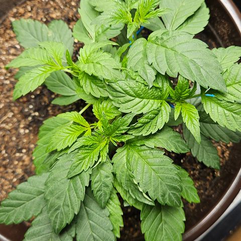 Terple growlog timeline photo