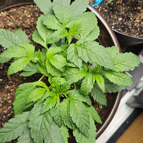 Terple growlog timeline photo
