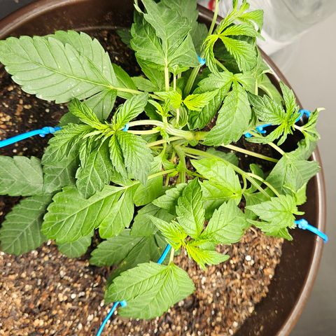 Terple growlog timeline photo
