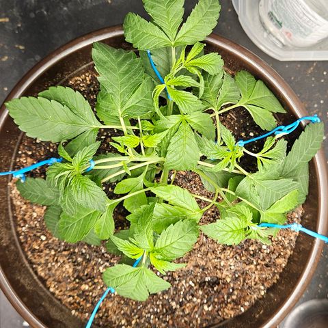 Terple growlog timeline photo