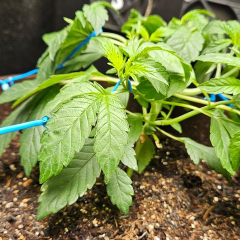 Terple growlog timeline photo