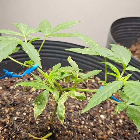 Pineapple Express Auto growlog timeline photo