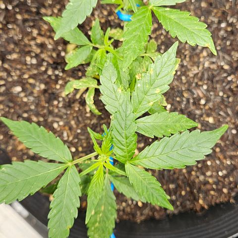 Pineapple Express Auto growlog timeline photo