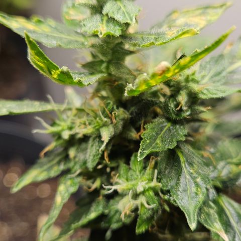 Pineapple express auto growlog timeline photo