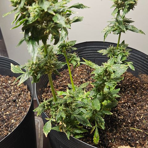 Pineapple express auto growlog timeline photo