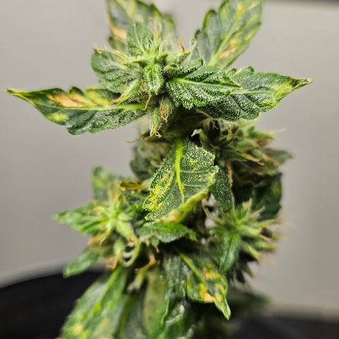 Pineapple express auto growlog timeline photo