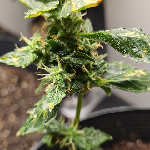 Pineapple express auto growlog timeline photo