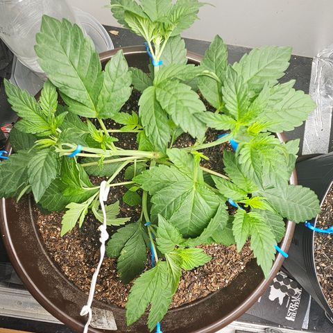 Terple growlog timeline photo