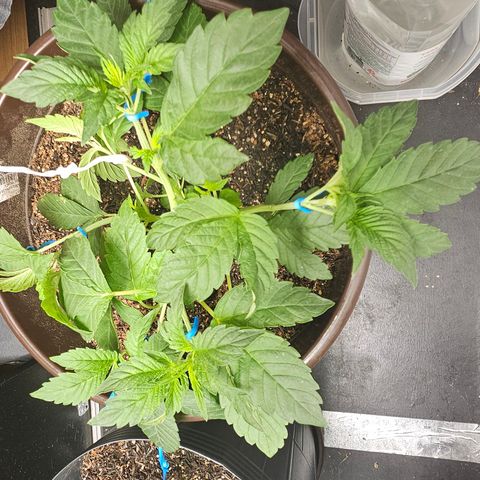 Terple growlog timeline photo
