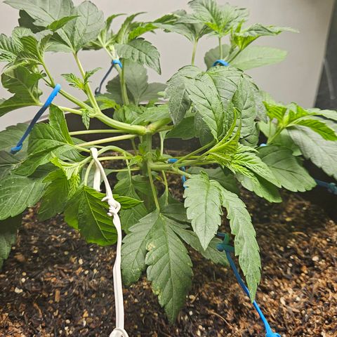 Terple growlog timeline photo