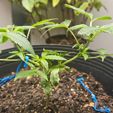 Pineapple Express Auto growlog timeline photo