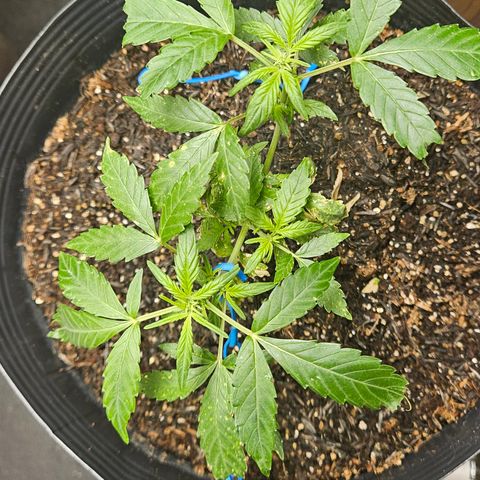 Pineapple Express Auto growlog timeline photo