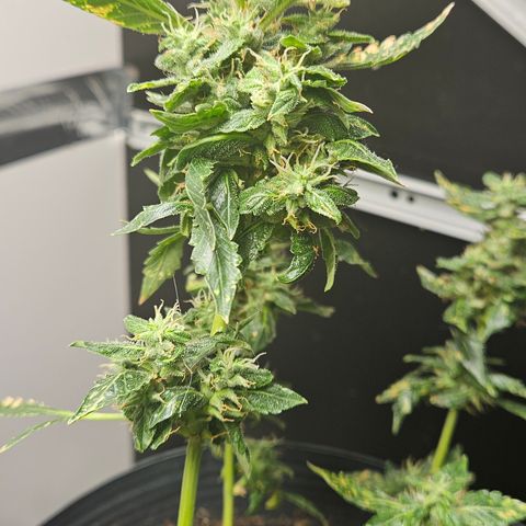 Pineapple express auto growlog timeline photo