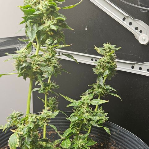 Pineapple express auto growlog timeline photo