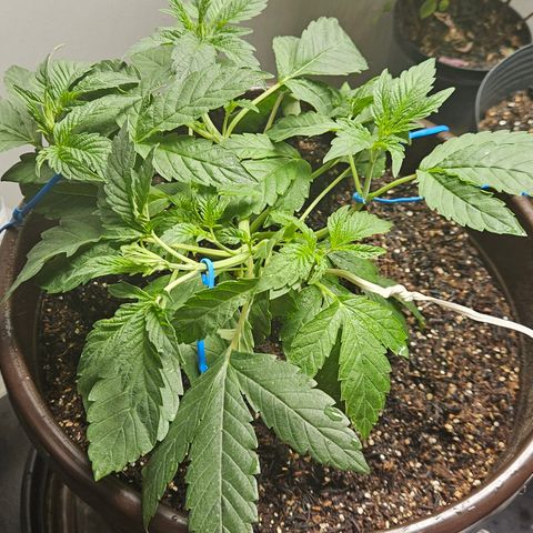 Terple growlog timeline photo