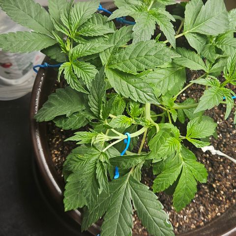Terple growlog timeline photo